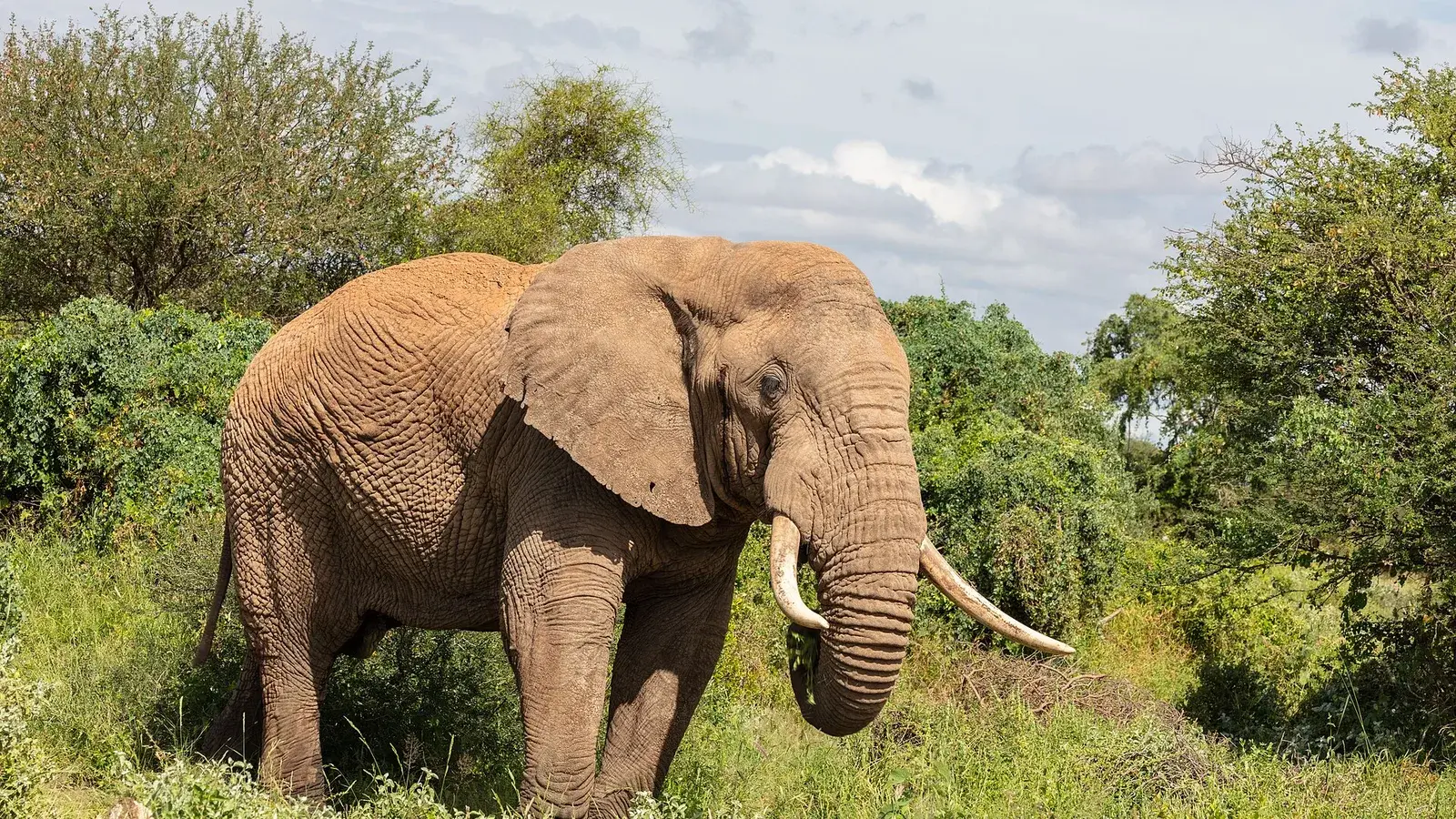 African bush elephant in Amboseli National Park, Kenya